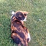 Bella participe au concours pour gagner de l'argent avec cette photo : dog_breed, dog_breed_group, fauna, grass