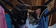 Bella a rejoint le concours — aidez-le/la à gagner de superbes lots ! cat, cat_like_mammal, domestic_short_haired_cat, kitten, mammal, small_to_medium_sized_cats, snout, technology, vertebrate, whiskers, window