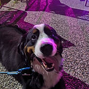 Voyou participe au concours pour gagner de l'argent avec cette photo : dog, animal, pet, leash, gravel, outdoor, night, purple_light, shadow, happy, tongue_out, playful, canine, sitting, black_fur, white_fur, brown_fur, closeup, blurred, smiling