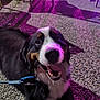 dog, animal, pet, leash, gravel, outdoor, night, purple_light, shadow, happy, tongue_out, playful, canine, sitting, black_fur, white_fur, brown_fur, closeup, blurred, smiling