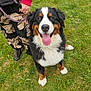 dog, bernese_mountain_dog, grass, outdoor, leash, person, pants, jacket, tongue_out, happy, pet, animal, canine, sitting, nature, greenery, smiling, fur, cute, playful