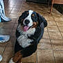 dog, bernese_mountain_dog, indoor, tile_floor, crossed_paws, smiling, tongue_out, pet, animal, furniture, vintage, home, cozy, brown, black, white, large_dog, floor_tiles, relaxed, domestic