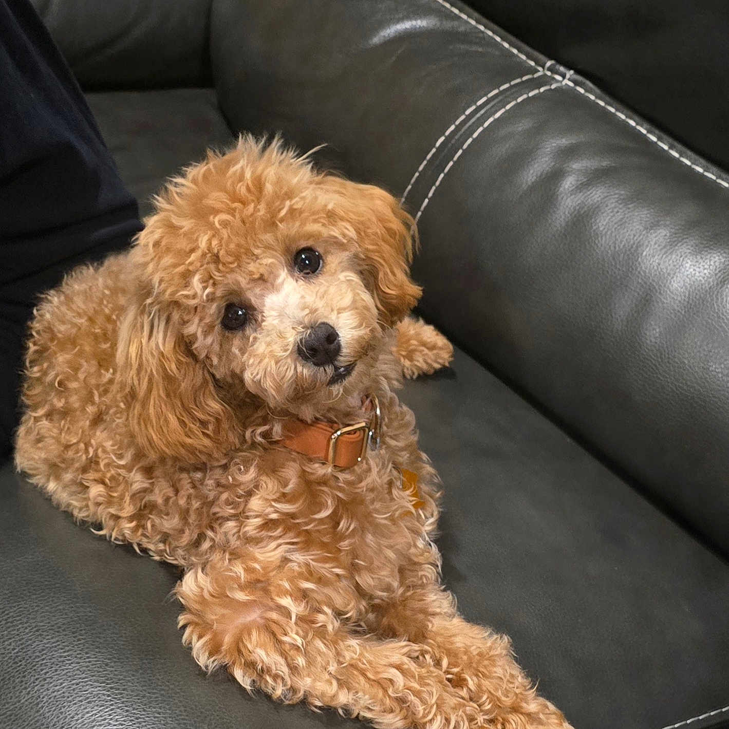 Vicky Simpson is registered to the contest to win money with this photo: big_eyes, brown_fur, close_up, collar, couch, curly_fur, cute, dog, fluffy, head_tilt, indoor, leather_sofa, looking_at_camera, pet, portrait, puppy, relaxed, seated, stitching, toy_poodle