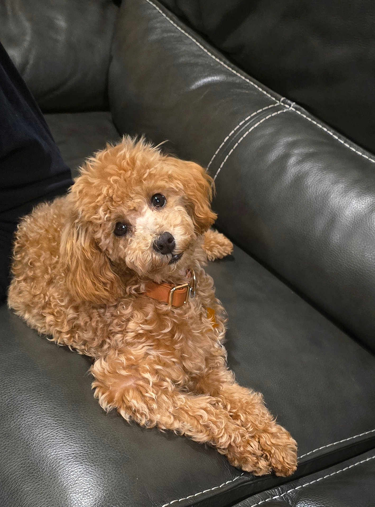 Vicky Simpson is registered to the contest to win money with this photo: dog, puppy, toy_poodle, curly_fur, brown_fur, leather_sofa, couch, collar, head_tilt, big_eyes, close_up, pet, indoor, portrait, cute, fluffy, relaxed, stitching, seated, looking_at_camera