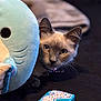 cat, plush_toy, blue, whale, birthday_candle, box, blanket, pet, cute, animal, indoor, curious, soft, toy, closeup, feline, collar, black_background, playful, focus