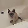 cat, kitten, siamese, bathtub, pet, animal, indoor, collar, bell, white, curious, blue_eyes, fur, small, cute, sitting, looking, domestic, young, alone