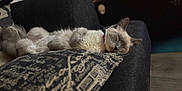 Ash is registered to the contest to win money with this photo: cat, sleeping, couch, pillow, indoor, relaxed, fluffy, pet, cozy, home, fur, animal, resting, whiskers, domestic, cute, comfort, feline, soft, nap