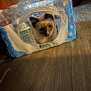 Ash is registered to the contest to win money with this photo: cat, curious, plastic_pack, water_bottles, floor, indoor, pet, animal, container, wooden_floor, hole, hiding, domestic_cat, feline, playful, cute, whiskers, ears, eyes, shadow