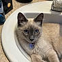 cat, siamese_cat, blue_eyes, sink, bathroom, domestic, fur, pet, animal, relaxed, close_up, indoor, toiletries, countertop, portrait, whiskers, ears, collar, tag, curious
