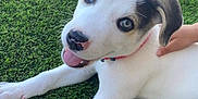 Oreo is registered to the contest to win money with this photo: animal, black_fur, blue_eye, closeup, collar, cute, dog, grass, hand, happy, heterochromia, nature, outdoor, pet, petting, playful, puppy, tongue_out, white_fur, young_dog