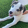 animal, black_fur, blue_eye, closeup, collar, cute, dog, grass, hand, happy, heterochromia, nature, outdoor, pet, petting, playful, puppy, tongue_out, white_fur, young_dog