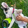 Oreo joined the competition — help win amazing prizes! animal, blue_eyes, child, collar, cute, dog, fall_leaves, grass, hand, leash, lying_down, nature, outdoor, paw, pet, pet_care, playful, puppy, summer, toy