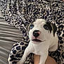 Oreo joined the competition — help win amazing prizes! animal, bed, black_spots, blanket, blue_eyes, cozy, cute, dog, fur, human_leg, indoor, leopard_print, looking_up, paw, pet, puppy, resting, snout, white_fur, young_dog