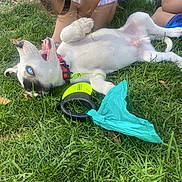 Oreo is registered to the contest to win money with this photo: barefoot, blue_eyes, casual_clothing, child, collar, dog, fun, grass, happy, interaction, leash, nature, outdoor, pet, playful, puppy, smiling, summer, toy, young