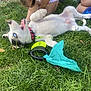 barefoot, blue_eyes, casual_clothing, child, collar, dog, fun, grass, happy, interaction, leash, nature, outdoor, pet, playful, puppy, smiling, summer, toy, young
