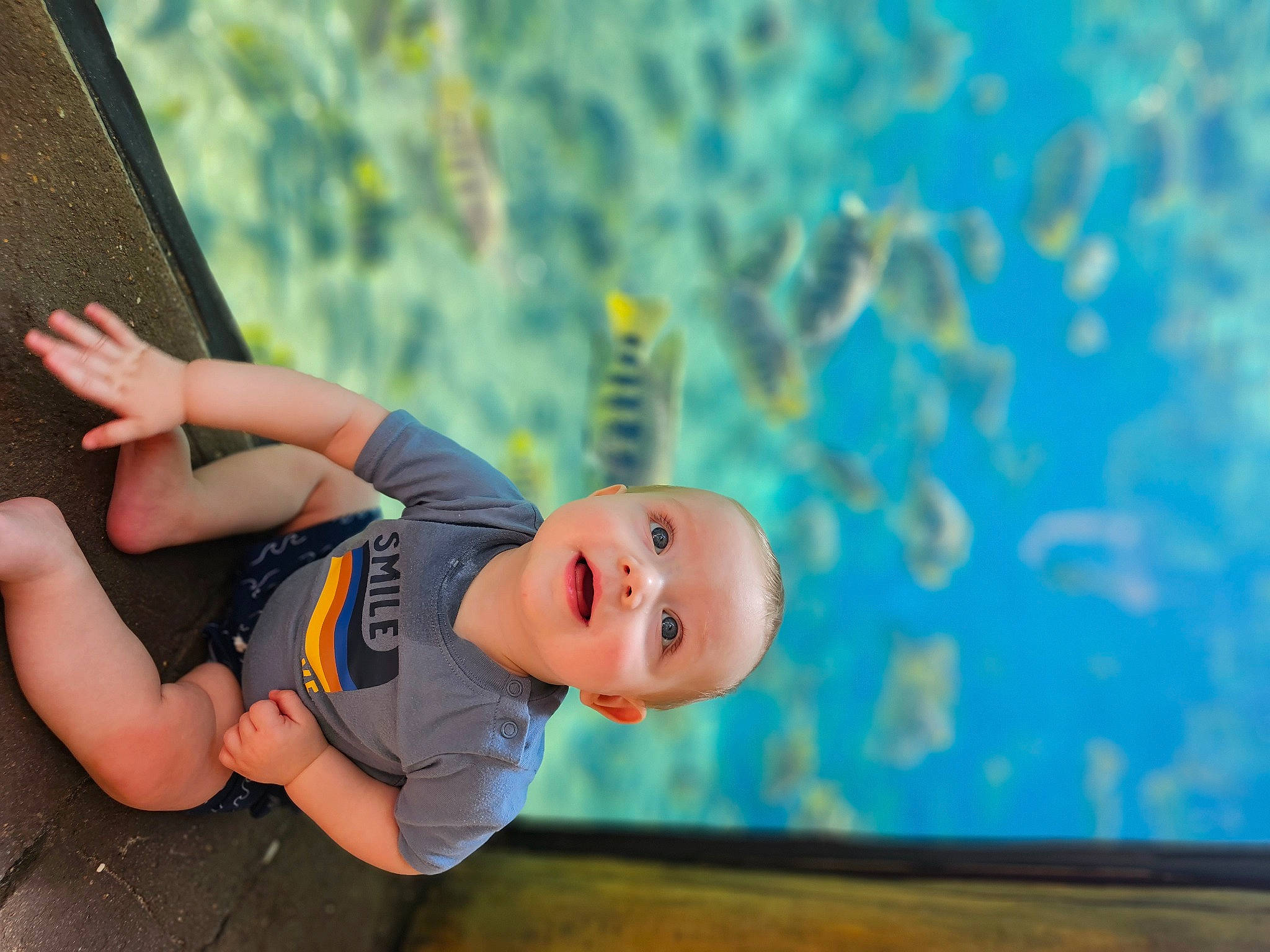 Lochlan is registered to the contest to win money with this photo: adventure, art, azure, electric_blue, fun, grass, happy, leisure, mural, person, plant, play, recreation, rope, smile, sport_climbing, t_shirt, toddler, tree, visual_arts