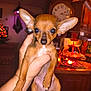 Baby is registered to the contest to win money with this photo: chihuahua, puppy, dog, hand, ears, pet, indoor, kitchen, clock, lights, brown, cute, animal, small, fur, face, looking, holding, home, cozy