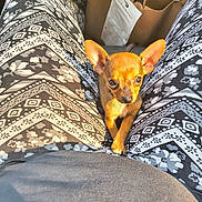 Baby is registered to the contest to win money with this photo: puppy, chihuahua, dog, legs, pants, patterned_clothing, sunlight, small_dog, pet, animal, brown_fur, ears, sitting, paper_bag, casual, indoors, legs_apart, person, closeup, cute