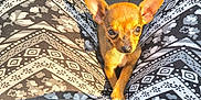 Baby is registered to the contest to win money with this photo: animal, brown_fur, casual, chihuahua, closeup, cute, dog, ears, indoors, legs, legs_apart, pants, paper_bag, patterned_clothing, person, pet, puppy, sitting, small_dog, sunlight