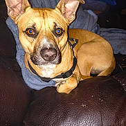 Bruno joined the competition — help win amazing prizes! dog, tan_dog, leather_couch, blanket, indoor, pet, animal, ears, face, nose, eyes, fur, closeup, comfort, relaxed, brown, black_harness, looking_at_camera, domestic_animal, couch