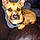 Bruno
