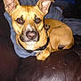 dog, tan_dog, leather_couch, blanket, indoor, pet, animal, ears, face, nose, eyes, fur, closeup, comfort, relaxed, brown, black_harness, looking_at_camera, domestic_animal, couch