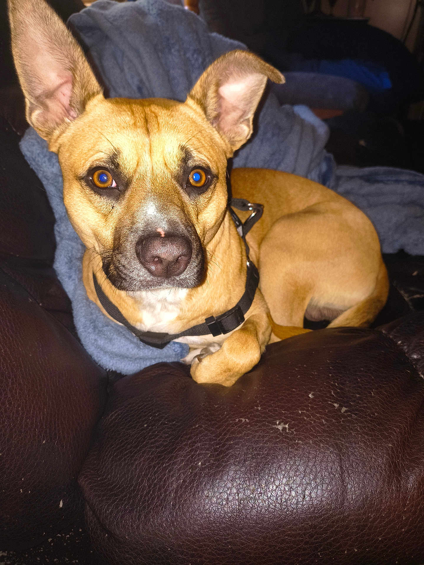 Bruno