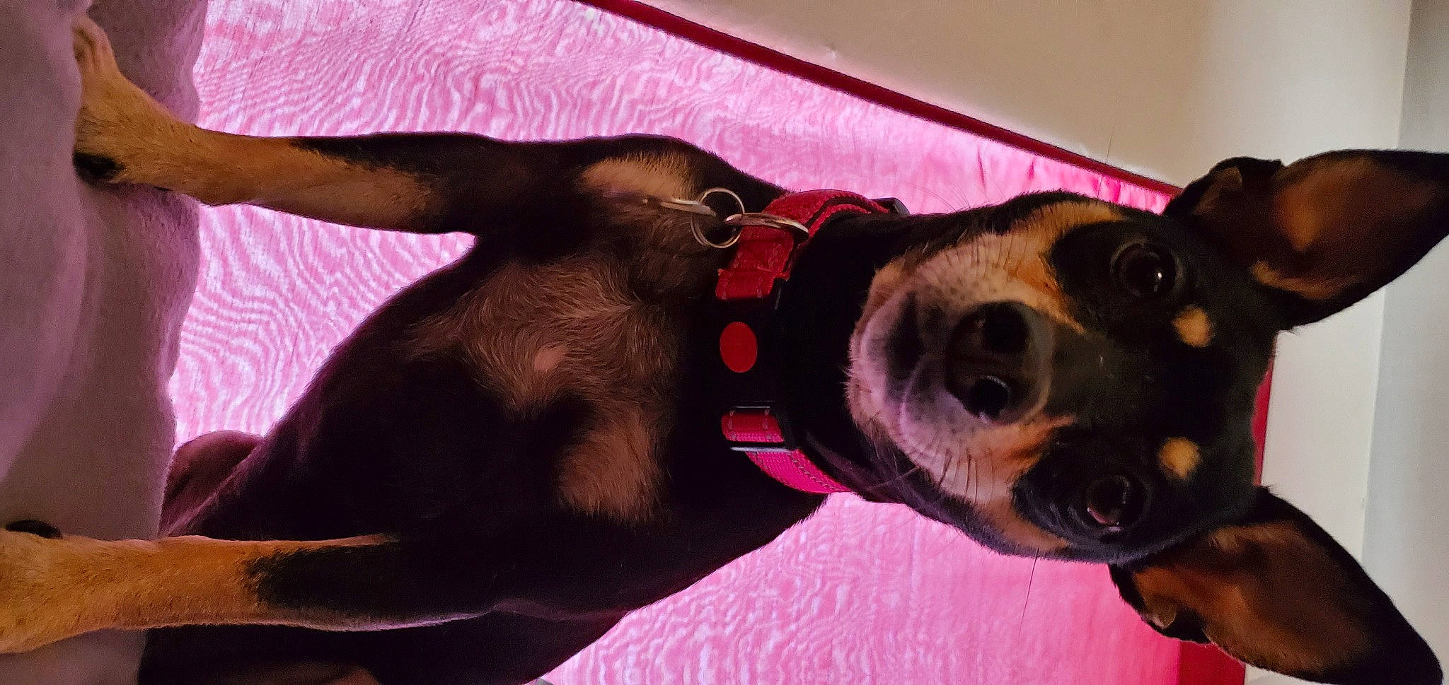 Tika is registered to the contest to win money with this photo: canidae, carnivore, dog, dog_breed, ear, german_pinscher, mammal, miniature_pinscher, nose, puppy, puppy_love, snout, sporting_group, toy_dog, vertebrate