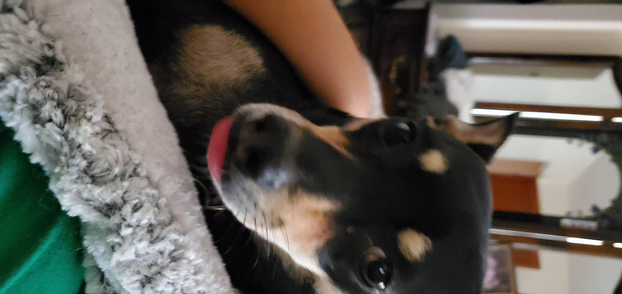 Tika joined the competition — help win amazing prizes! canidae, carnivore, dog, dog_breed, ear, mammal, snout, sporting_group