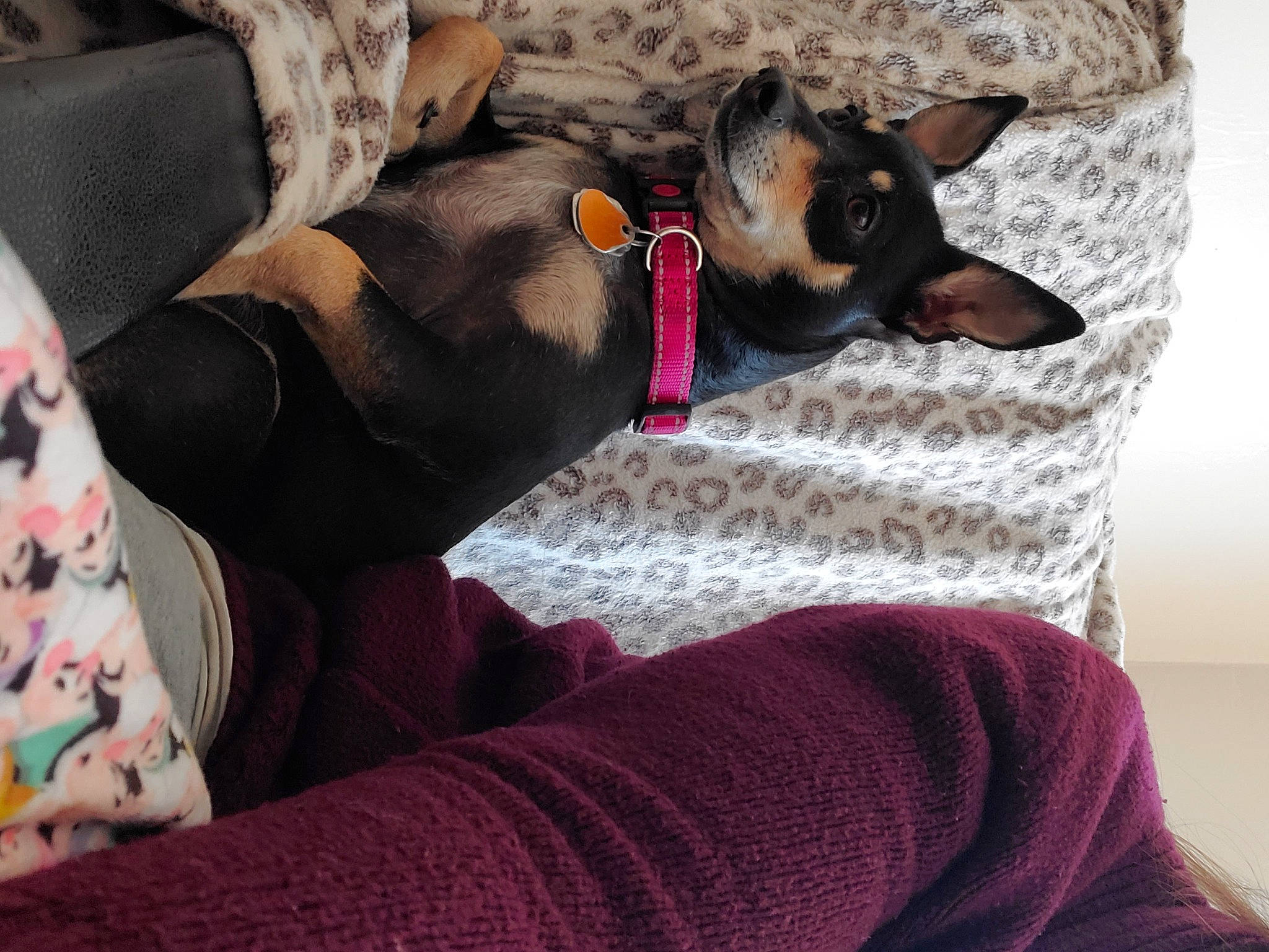 Tika joined the competition — help win amazing prizes! canidae, carnivore, dobermann, dog, dog_breed, ear, english_toy_terrier, furniture, german_pinscher, guard_dog, mammal, manchester_terrier, miniature_pinscher, nap, non_sporting_group, pinscher, rat_terrier, toy_dog, toy_manchester_terrier