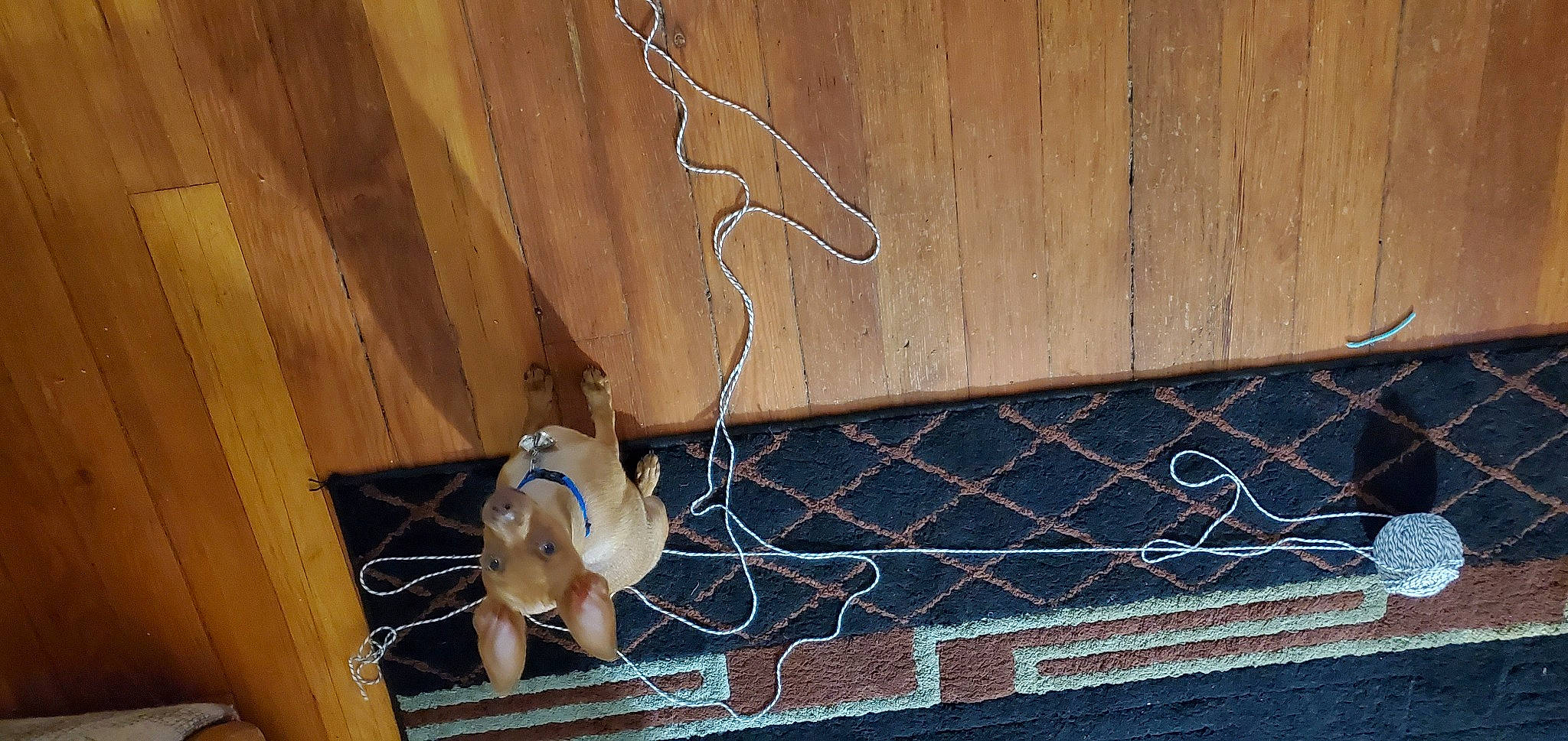 Zander is registered to the contest to win money with this photo: electrical_supply, electrical_wiring, fawn, wire, wood