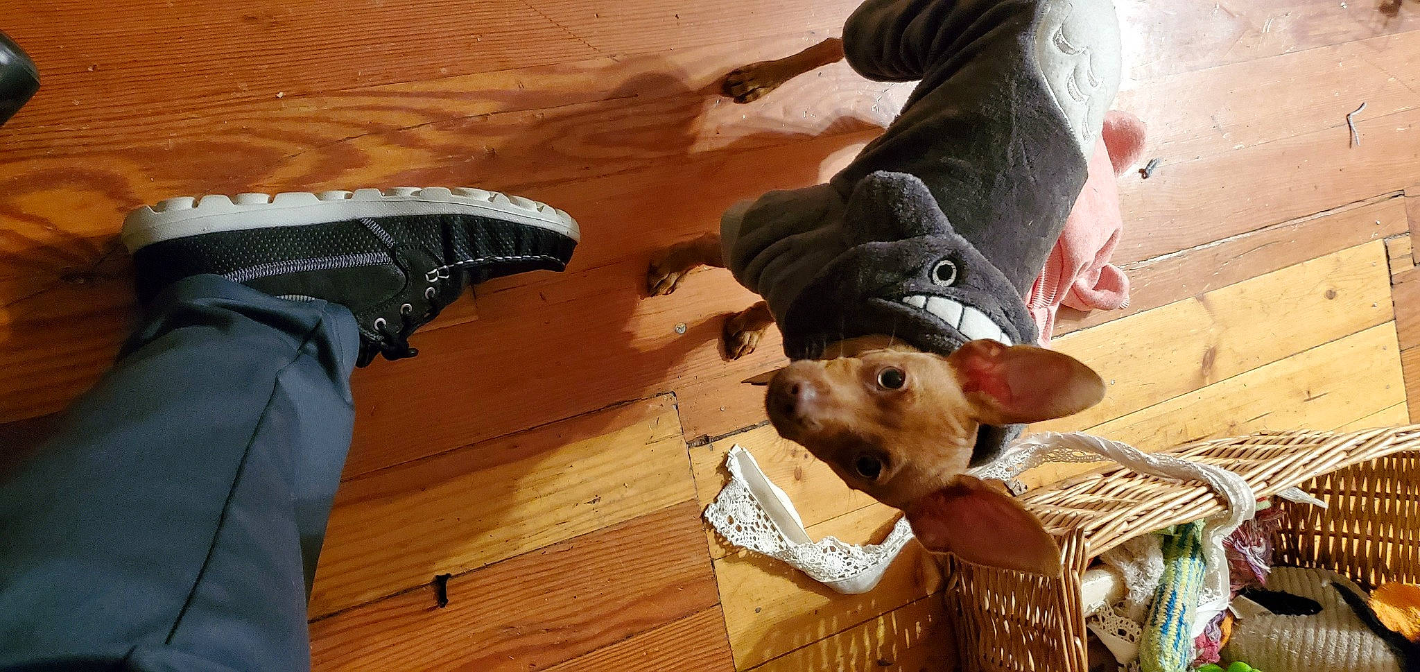 Zander joined the competition — help win amazing prizes! canidae, carnivore, dog_breed, fawn, snout, sporting_group