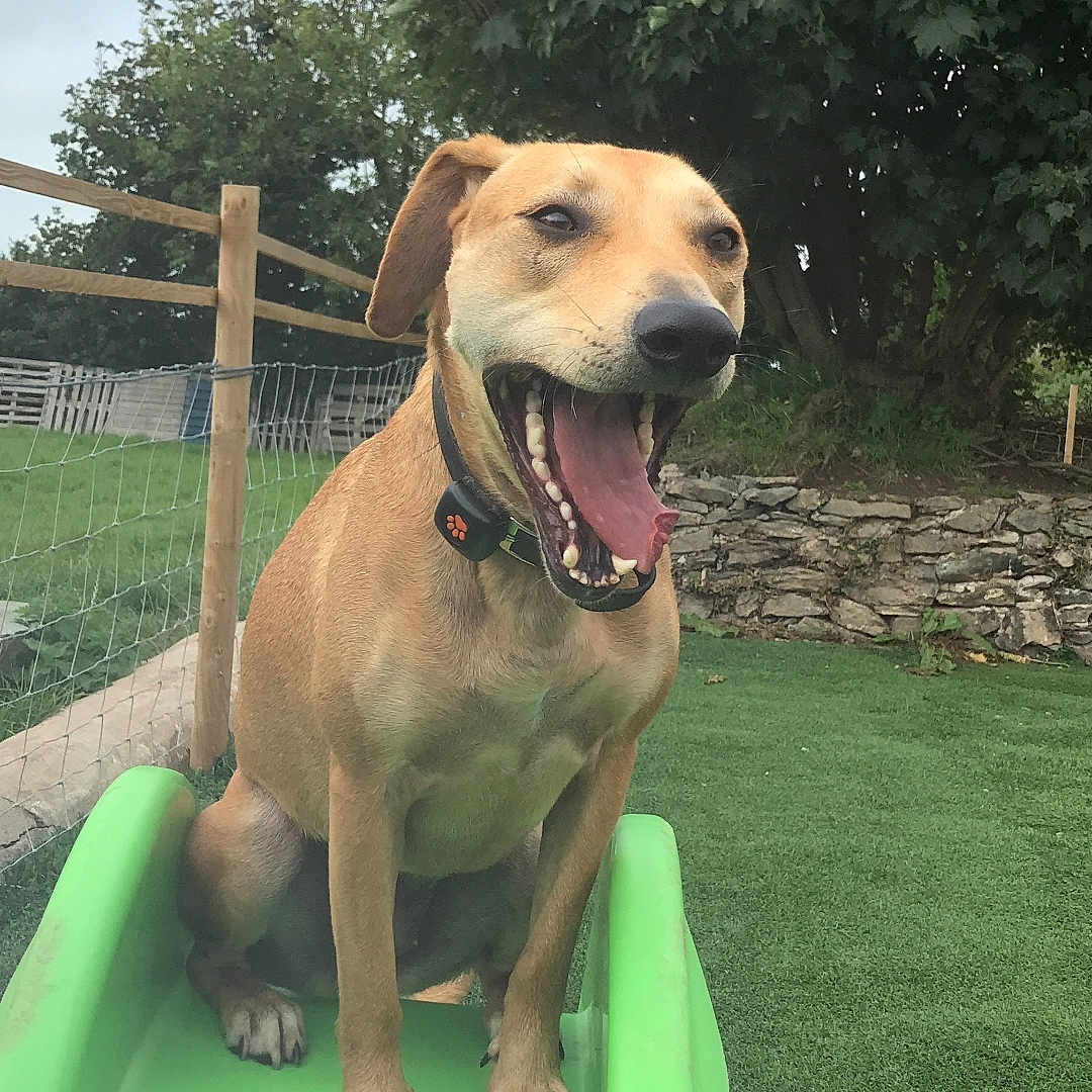 Sola joined the competition — help win amazing prizes! animal, canine, collar, daylight, dog, fence, fun, grass, green_slide, happy, mouth_open, nature, outdoor, pet, playground, slide, summer, tongue, tree, yard