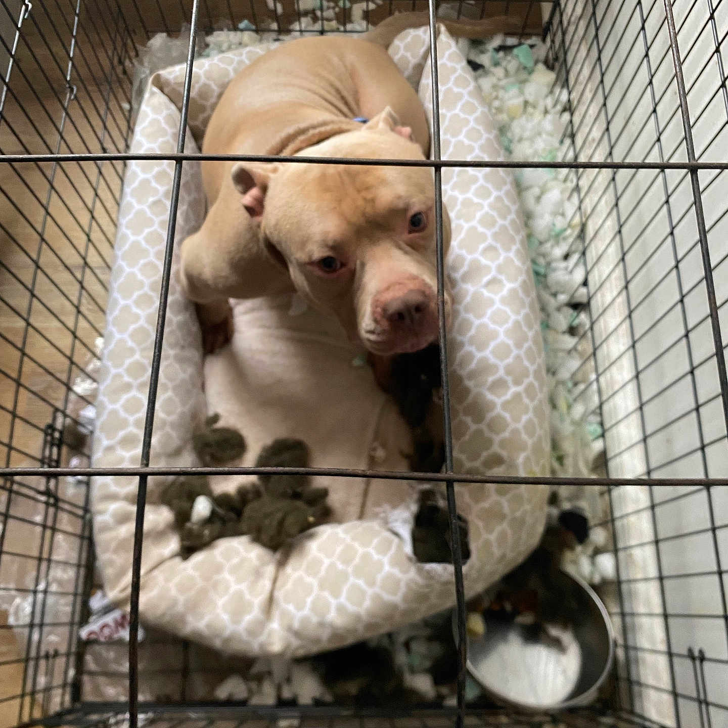 Finesse joined the competition — help win amazing prizes! animal, bed, canine, confined, crate, curious, cushion, dog, floor, food_bowl, guilty, home, indoors, looking_up, messy, metal_bars, pet, resting, stuffing, tan