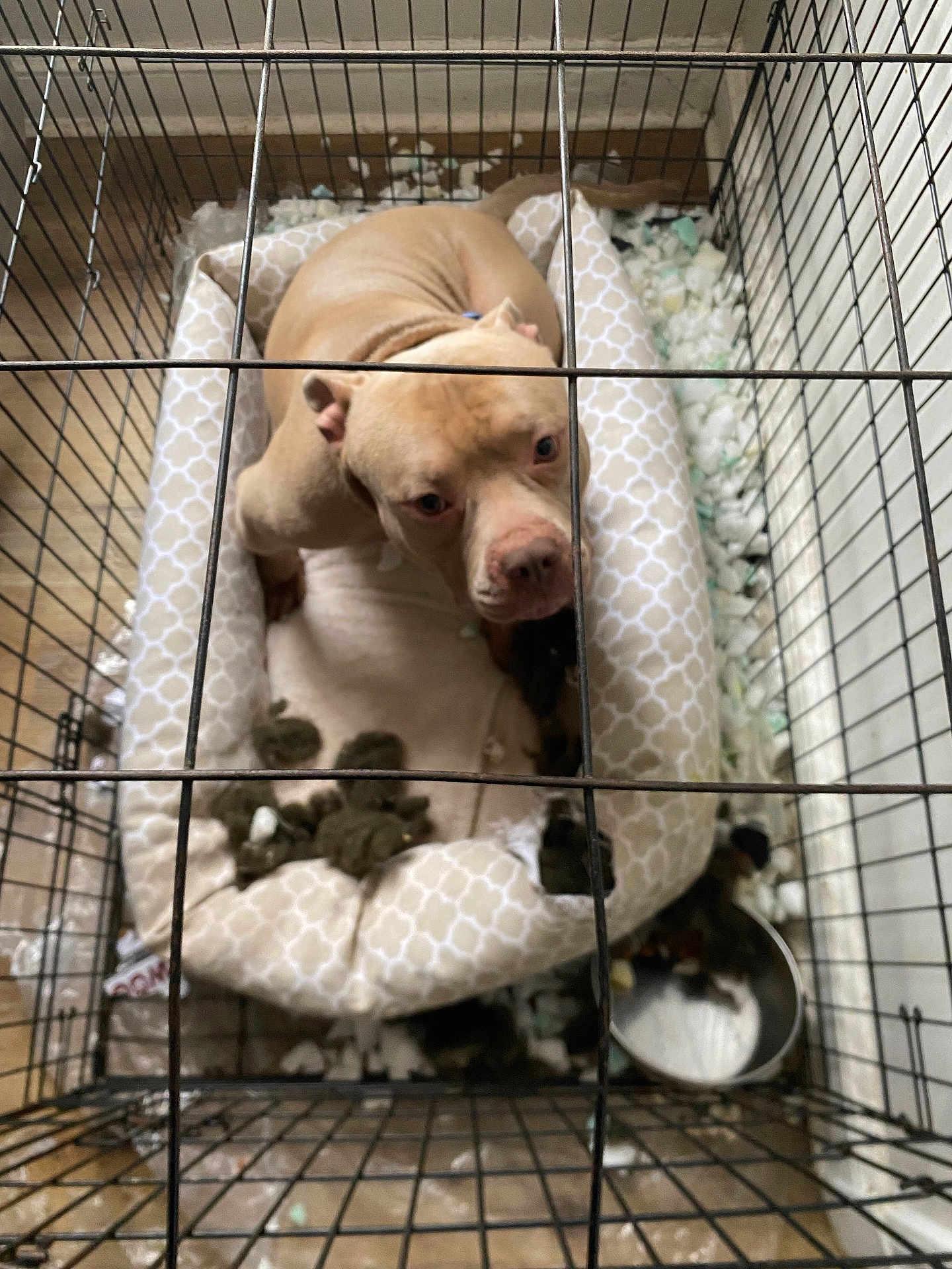 Finesse joined the competition — help win amazing prizes! dog, crate, cushion, bed, stuffing, food_bowl, tan, pet, indoors, floor, looking_up, metal_bars, messy, confined, animal, canine, resting, curious, guilty, home