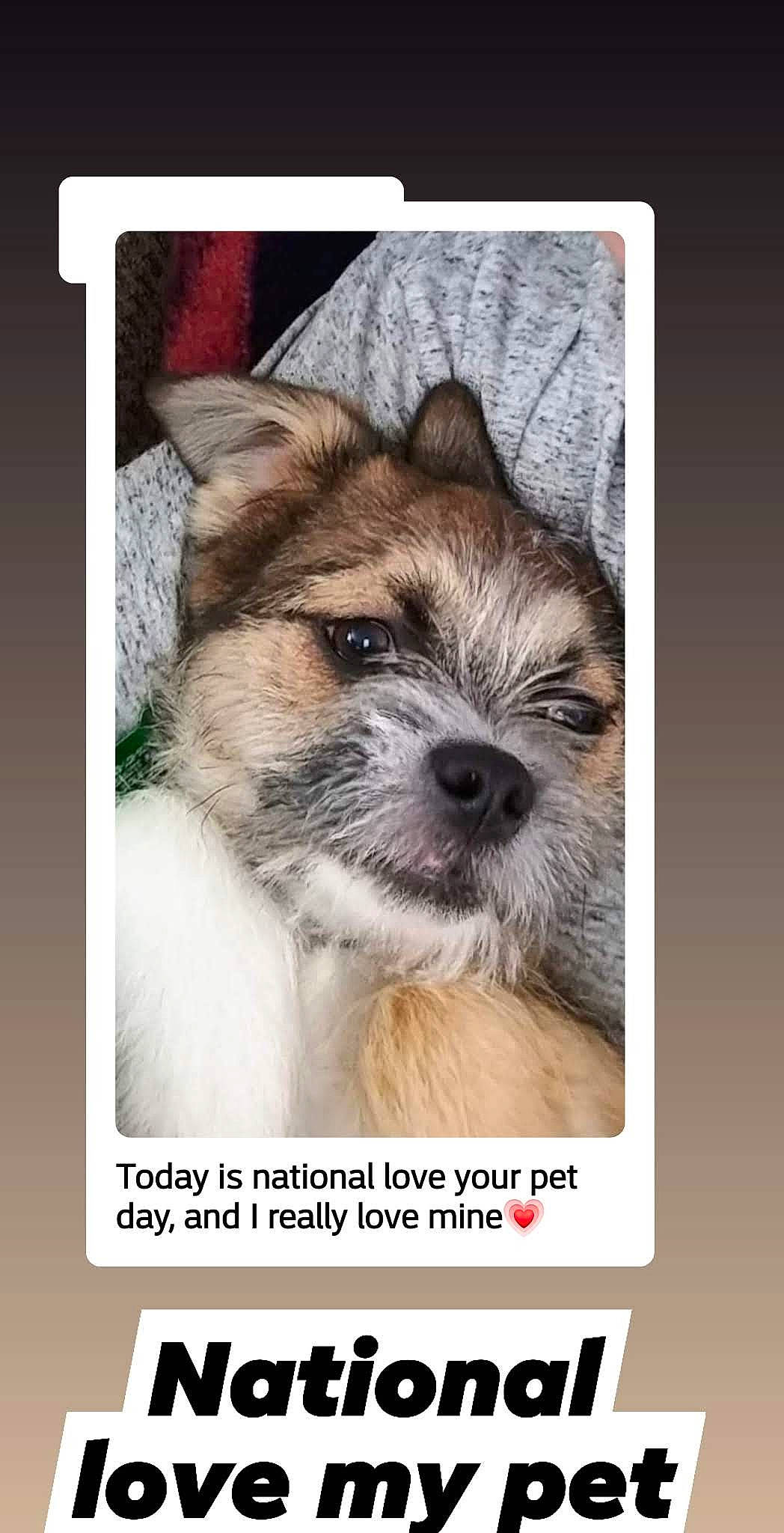Hunter is registered to the contest to win money with this photo: border_terrier, cairn_terrier, canidae, carnivore, companion_dog, dog, dog_breed, mammal, morkie, norwich_terrier, photo_caption, puppy, rare_breed_dog, shih_tzu, technology, terrier, toy_dog