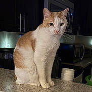 Taz is registered to the contest to win money with this photo: animal, appliance, cabinet, cat, counter, curious, domestic_animal, feline, fur, home, indoor, kitchen, microwave, orange_and_white, pet, portrait, quiet, sitting, tabletop, whiskers