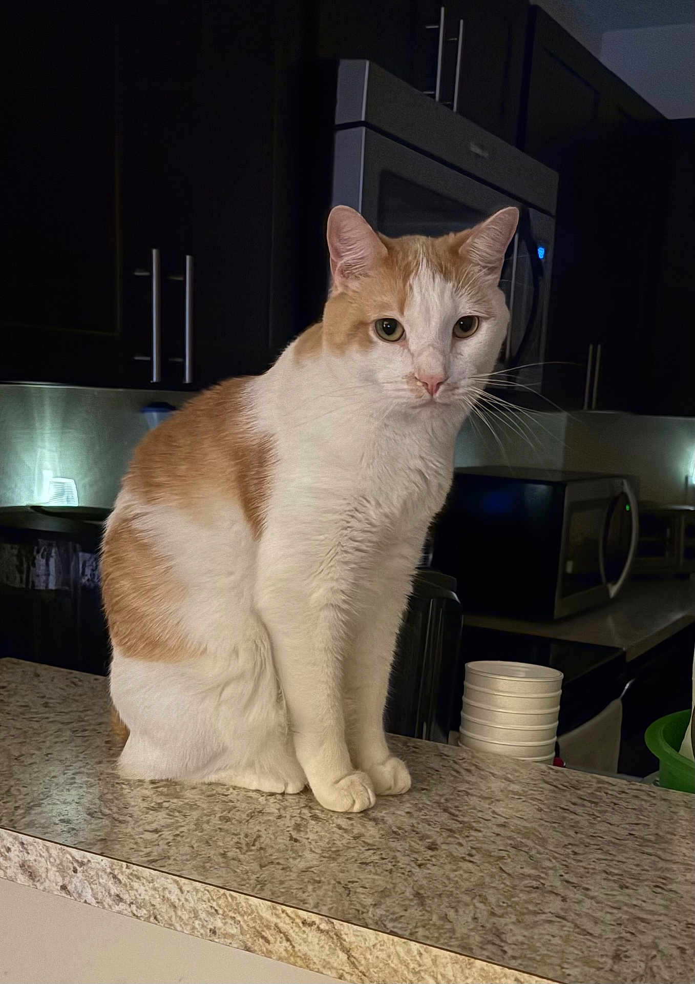 Taz
