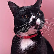 Fattie is registered to the contest to win money with this photo: cat, tuxedo_cat, black_and_white, close_up, whiskers, collar, pet, feline, portrait, pink_background, domestic_cat, curious, indoor, animal, mammal, cute, alert, ears, face, fur