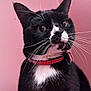 cat, tuxedo_cat, black_and_white, close_up, whiskers, collar, pet, feline, portrait, pink_background, domestic_cat, curious, indoor, animal, mammal, cute, alert, ears, face, fur