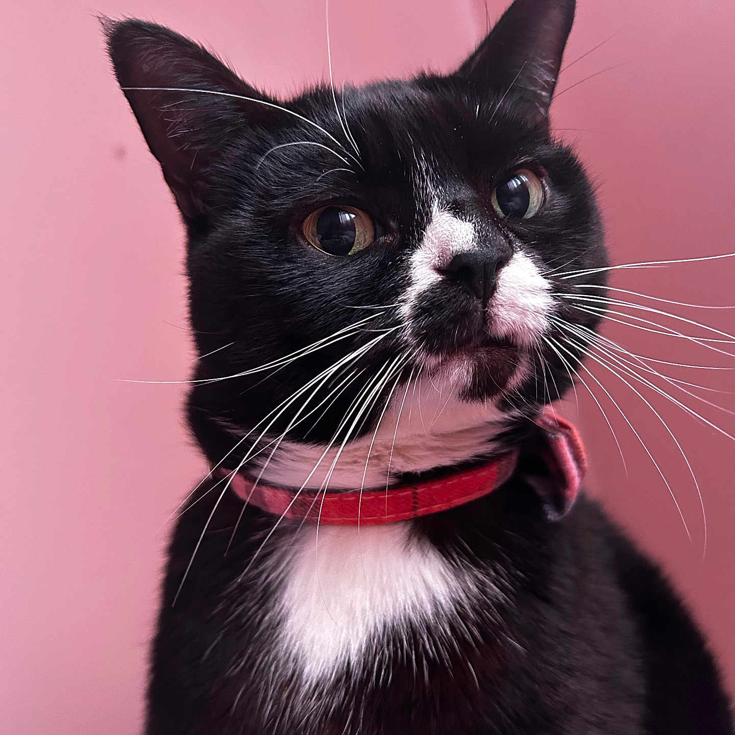 Fattie is registered to the contest to win money with this photo: alert, animal, black_and_white, cat, close_up, collar, curious, cute, domestic_cat, ears, face, feline, fur, indoor, mammal, pet, pink_background, portrait, tuxedo_cat, whiskers