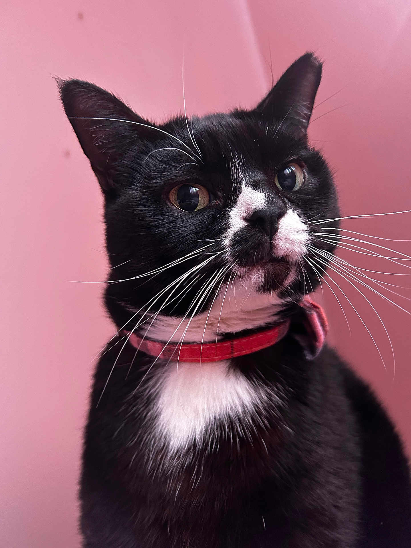 Fattie is registered to the contest to win money with this photo: cat, tuxedo_cat, black_and_white, close_up, whiskers, collar, pet, feline, portrait, pink_background, domestic_cat, curious, indoor, animal, mammal, cute, alert, ears, face, fur