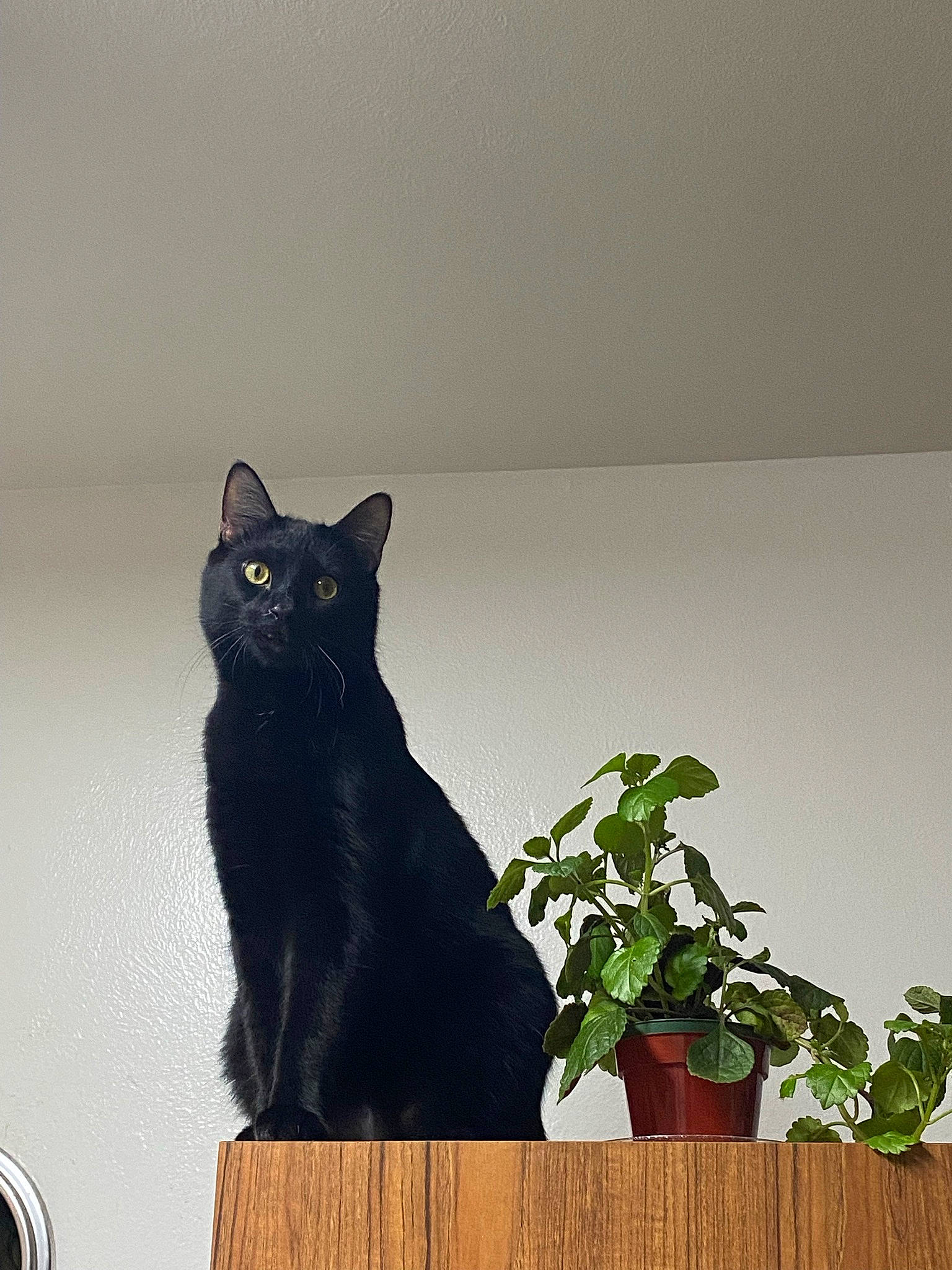 Spooky joined the competition — help win amazing prizes! black_cat, bombay, carnivore, cat, domestic_short_haired_cat, felidae, flowerpot, fur, grey, herb, houseplant, plant, sitting, small_to_medium_sized_cats, snout, stairs, tail, whiskers, window, wood