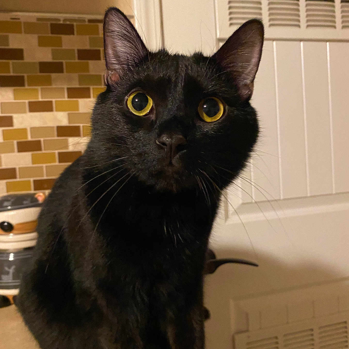 Spooky joined the competition — help win amazing prizes! abyssinian, animal, blackcat, cat, curtain, device, electricaldevice, homedecor, manx, pet, windowshade