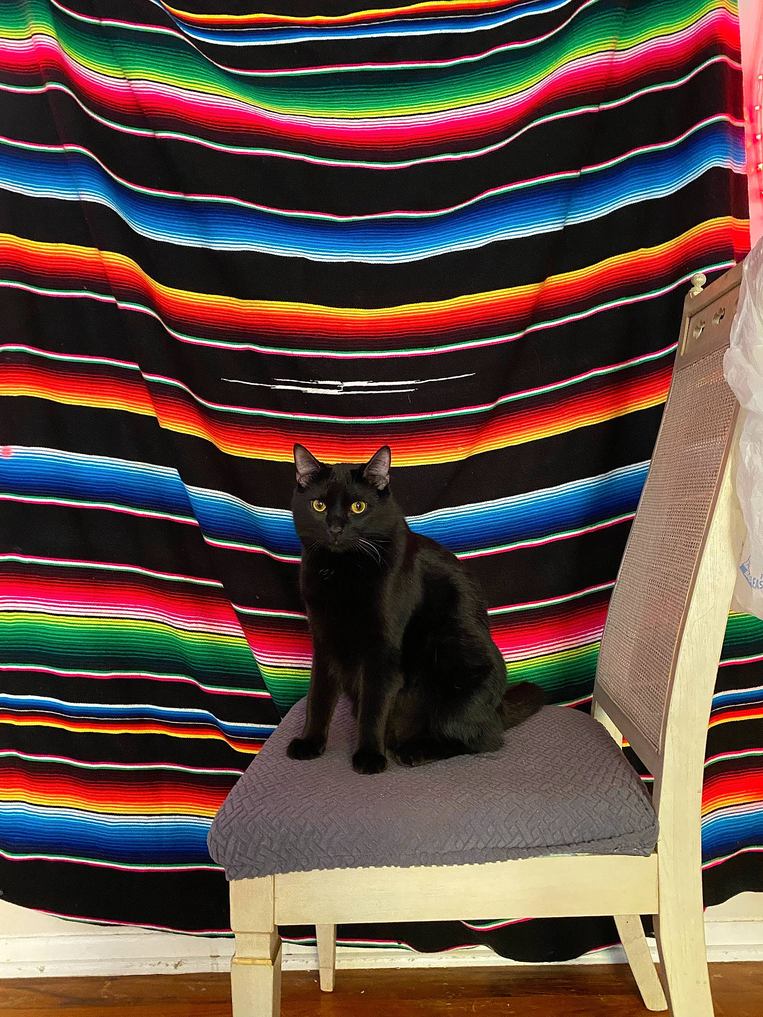 Spooky is registered to the contest to win money with this photo: black, blue, bombay, carnivore, cat, comfort, electric_blue, felidae, light, magenta, outdoor_furniture, purple, rectangle, room, small_to_medium_sized_cats, tail, tints_and_shades, whiskers, window, wood