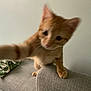 abyssinian, angora, animal, cat, couch, cushion, furniture, homedecor, kitten, manx, pet, siamese