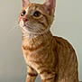 abyssinian, animal, cat, egyptiancat, kitten, manx, pet