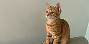 Speedy participe au concours pour gagner de l'argent avec cette photo : abyssinian, angora, animal, cat, egyptiancat, kitten, manx, pet