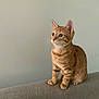 abyssinian, angora, animal, cat, egyptiancat, kitten, manx, pet