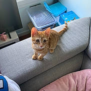 Speedy participe au concours pour gagner de l'argent avec cette photo : adult, animal, architecture, building, cat, computerhardware, couch, cushion, electronics, furniture, hardware, homedecor, indoors, kitten, livingroom, male, man, person, pet, room